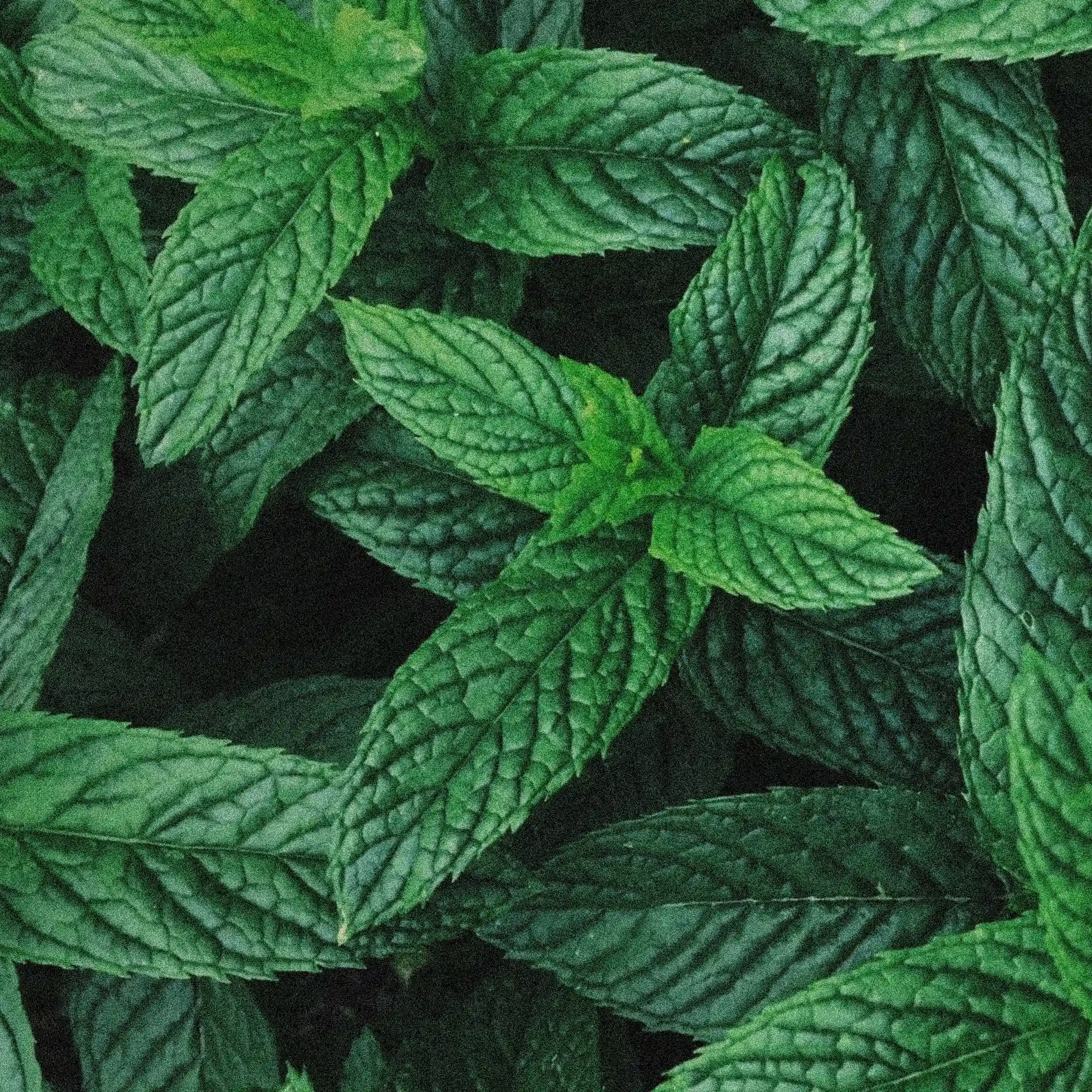Double Mint 12mg daily workspace