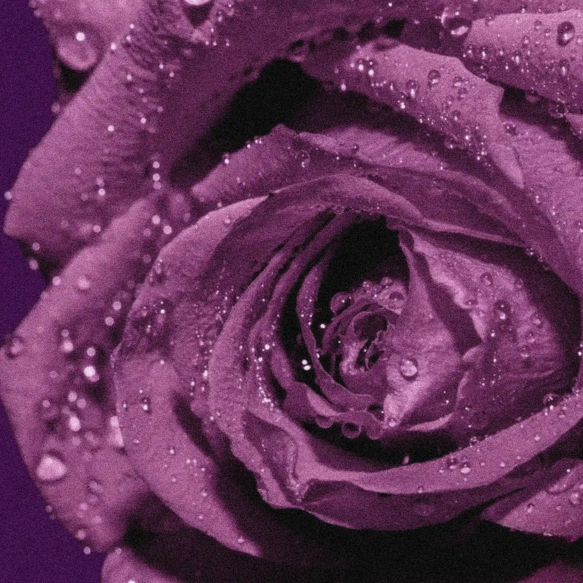 Velvet Rose 8mg daily workspace
